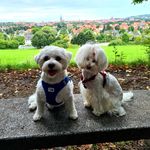 Ella und Paul - @ellapaulhi - Instagram