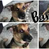 ellascottpaxton - @bark_the_dog - TikTok