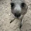 EllaPeebles - @ellapeebles - TikTok