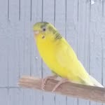 🐤🌱 - @ella_periquito - Instagram