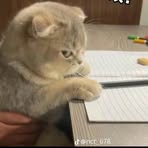 Ella Pham - Facebook