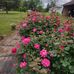 Ella Pickens - Facebook