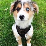 Ella Pierson - @puppies.qtest - Instagram