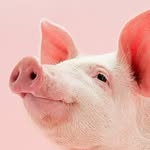 Ella Piggie - @ellapiggie - Instagram