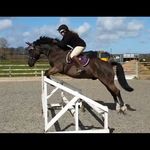Ellie Pinkney - @my_welsh_sam - Instagram