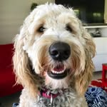 EllaPiper - @ellapiperpuppys - Instagram
