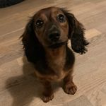 Ella - @ella_poellehund - Instagram