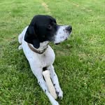 Ella Alila - @ella.the.pointer - Instagram