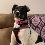 ella bella - @ella_the_pointer - Instagram