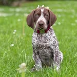 Ella German shorthaired pointer GSP - @pawfect.ella - Instagram