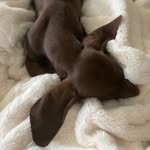 Ella the GSP 🐾  ૮ ˆﻌˆ ა - @ella_thepointer - Instagram