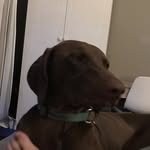 Ella_the_pointeraner - @ella_the_pointeraner - Instagram