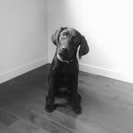 Ellie the Chocolate Pointer - @ellieandthings - Instagram