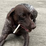 Ellie the German Shorthair Pointer - @ellie.mae.thompson - Instagram
