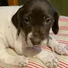 user5994344071200 - @ellagermanpointer - TikTok