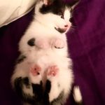 crys - @ellapugh_aboutmykitten - Instagram