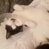 Ellapugh - @unicornkitty852 - TikTok