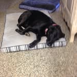ELLA QUICK - @my_family_dogs - Instagram