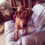 Ella Quincy Judge - @ellathepup - Instagram