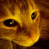 Ella_Rankin - @ella_rankin25 - TikTok