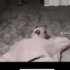 ella🦖 - @ellarawr_ - TikTok
