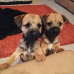 Tilly & Ella Border Terriers (Lynda Ridley) - @borderterriers123 - Instagram