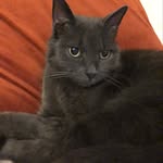 Ella the Fella Barringer - @ellathefellabarringer - Instagram