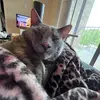 ella_robyne - @ella_robyne - TikTok