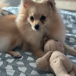 ELLA ROCHA spitz alemão - @ella_rocha__spitz - Instagram