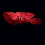 945060 - @ellaross_i - Instagram