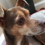 Ella Bella🐶💖 - @ella_ruff_ruff_bella - Instagram