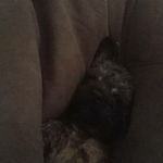ella - @ellaruffruff22 - Instagram