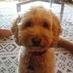 Ella Rutledge - @ella.the.cockapoo - Instagram
