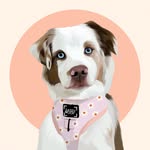 ELLA | Mini Australian Shepherd - @ella.theminiaussie - Instagram