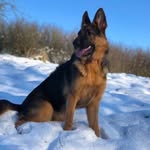ELLA THE GERMAN SHEPHERD - @ella_thegermanshepherd - Instagram