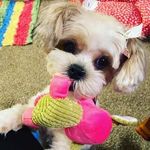 Ella Spears - @ella.thee.shorkie - Instagram