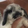 Ella Spriggs - @ellaspriggs2 - TikTok
