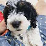 Ellie Spriggs - @ellie_the_partipoo - Instagram