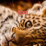 ƧƤ⚙✞   Ƨ✞ᗩƤℓƎƧ🐯 - @ellastaplespetcheetah - Instagram