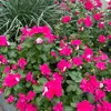 ella.staplessss - @ella.staplessss - TikTok