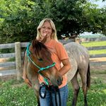 Training progress of Josie and other horses - @ellas.training.progress - Instagram
