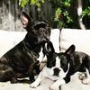 Stringer and Ella - @stringer_b_ella - TikTok