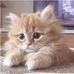 Ella Swain-Davies - Facebook