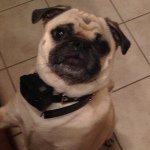 Ella Swanson - @eloise_the_pug18 - Instagram