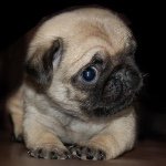 Ella Swanson - @ellathepug00 - Instagram