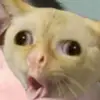 Ella😸 - @ella.sylviaaa - TikTok