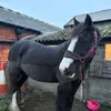 horsey spam 🐎 - @ella_teal_isla - TikTok