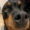 Ella Tedeschi - @ellatedeschi - TikTok