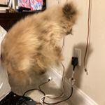 Ella Terrell - @beanandpotato123 - Instagram