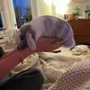 ella - @ellathayer - TikTok